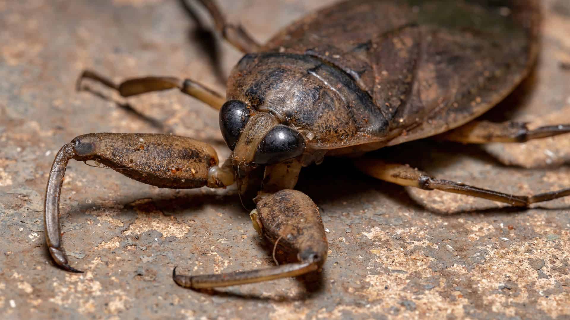 Water bug dream meaning