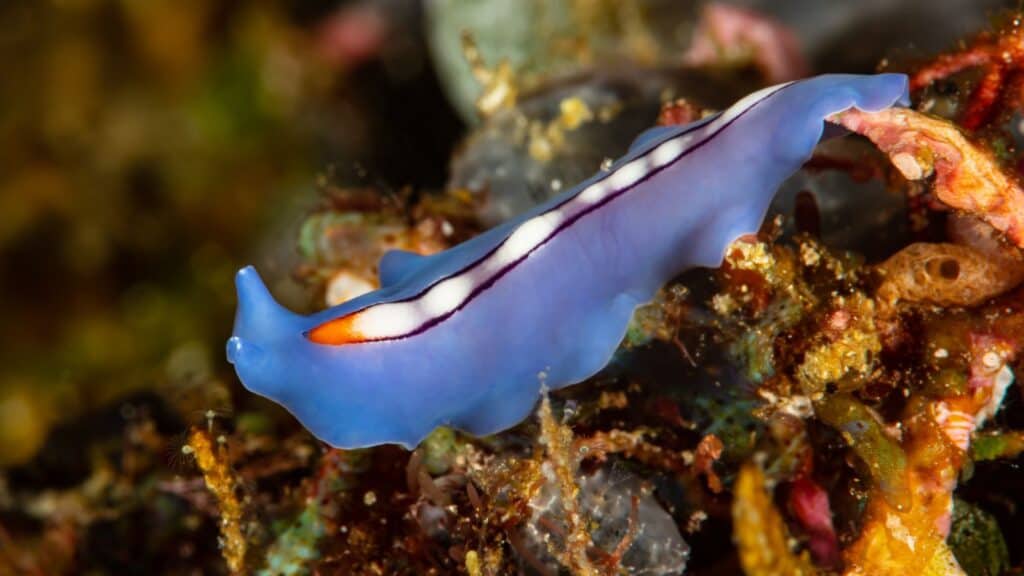 A blue flatworm