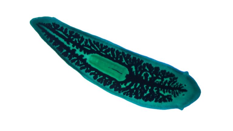 A flatworm on a white background