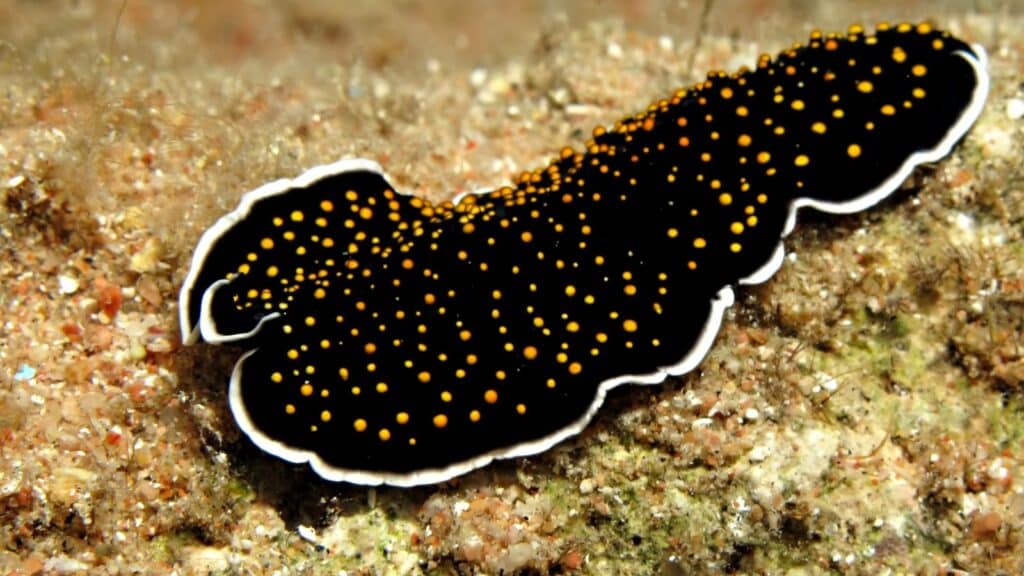 A gold dotted flatworm