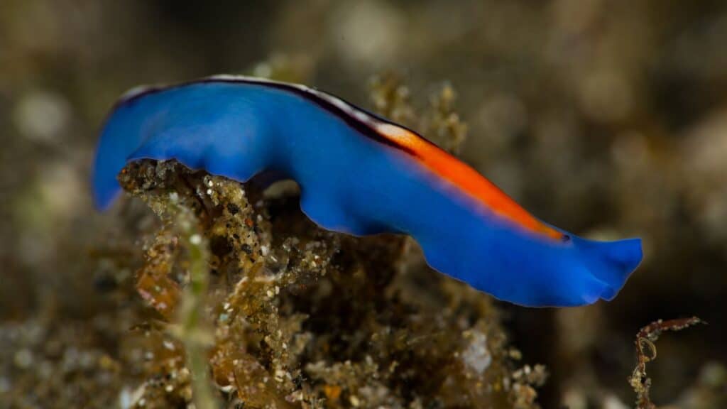 A stripe flatworm