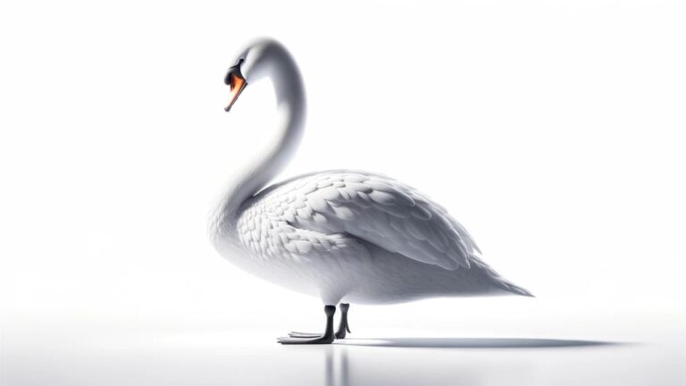 A swan on a white background