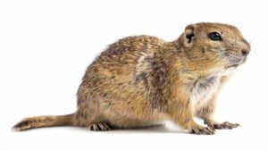 A gopher on a white background