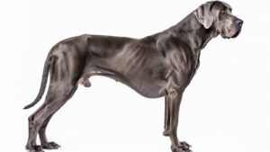 A great dane on a white background
