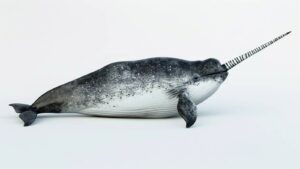 A narwhal on a white background