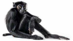 A spider monkey on a white background