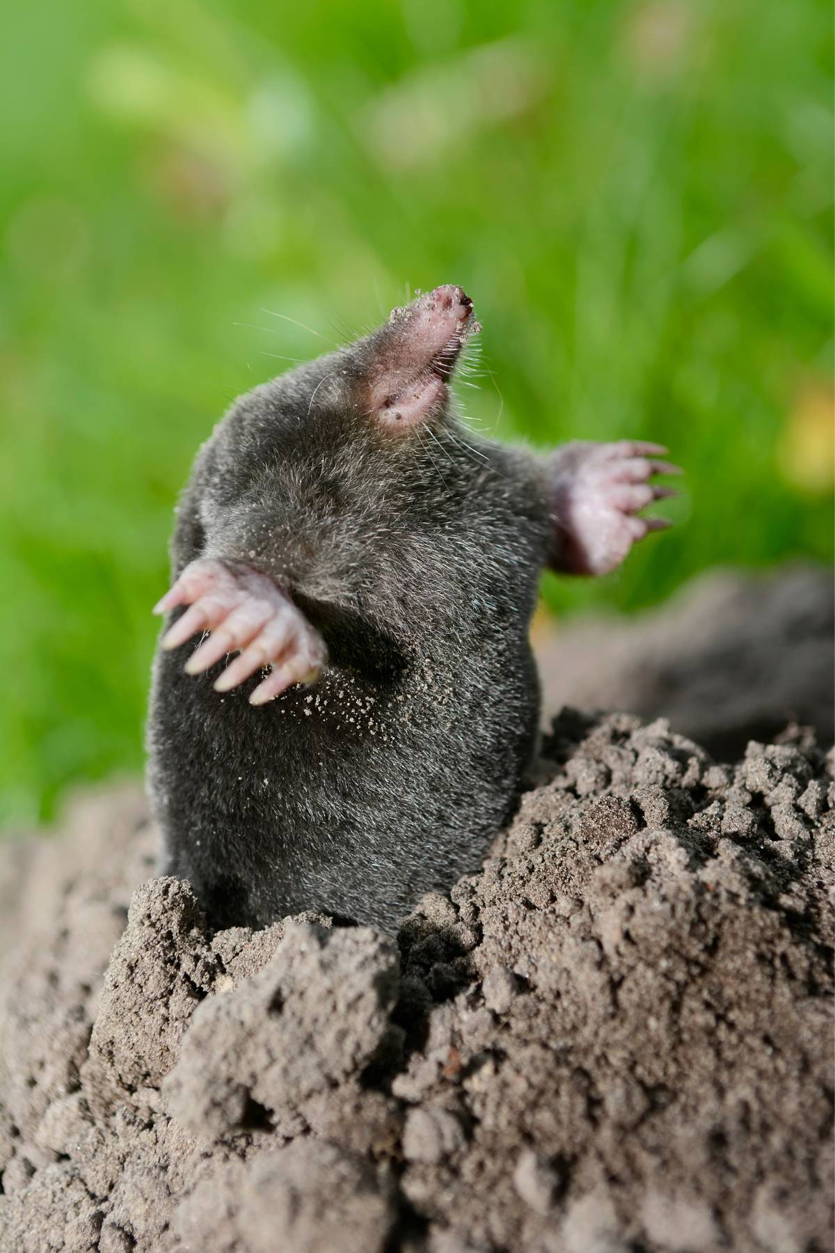 Mole dream meaning