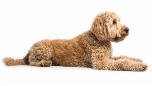 The labradoodle on a white background