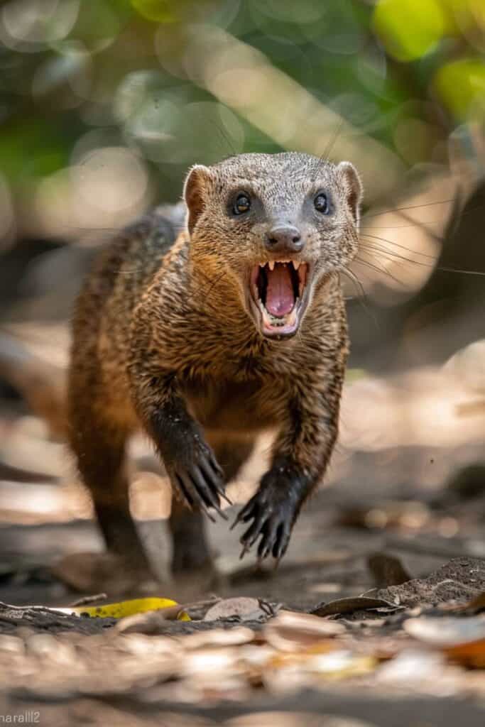 A mongoose attack