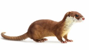 A weasel on a white background
