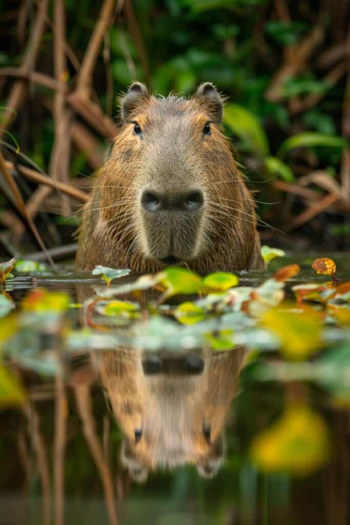 A large capybara