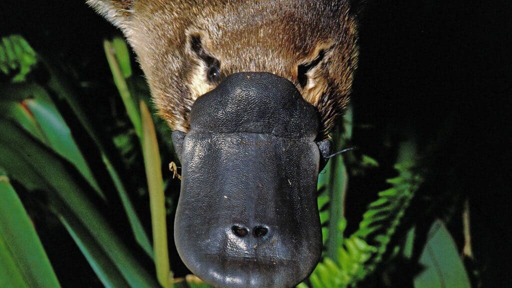 A large platypus