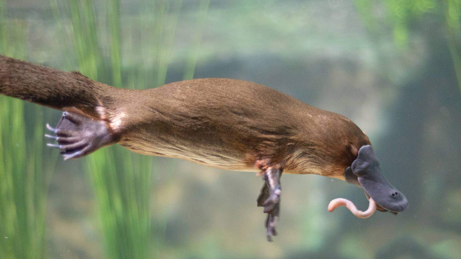 Platypus dream meaning