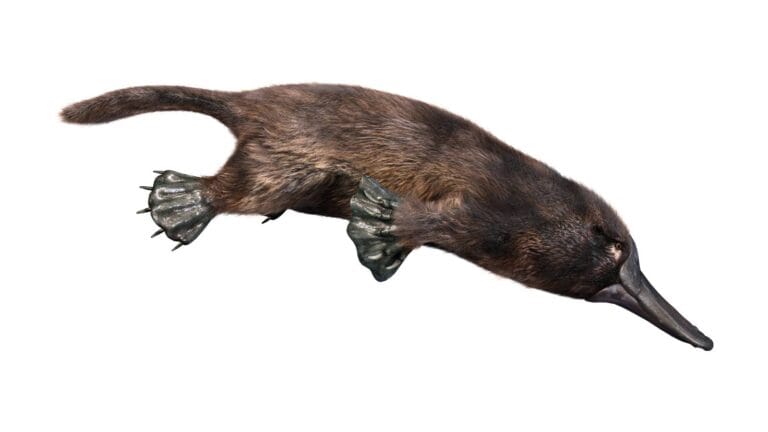 Platypus on white background