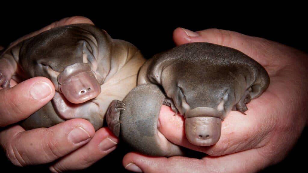 Two baby platypus